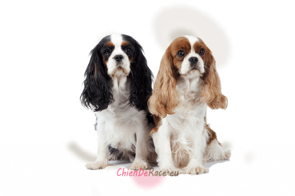 Cavalier King Charles