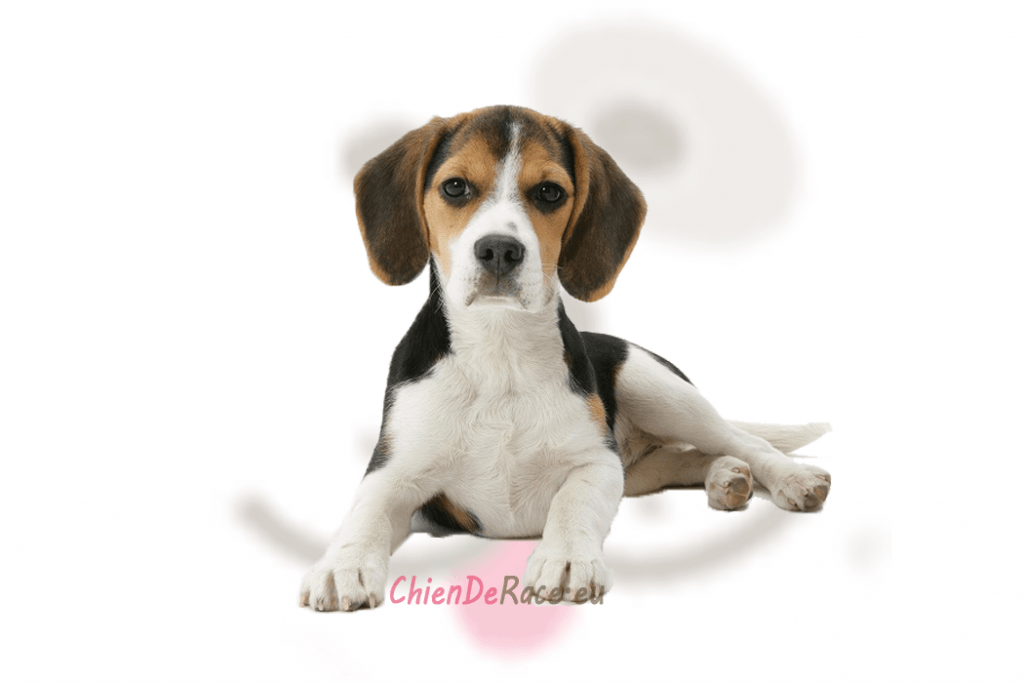 Beagle