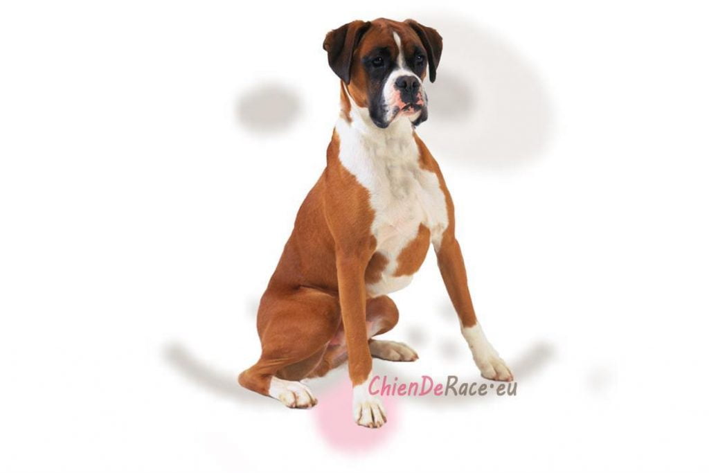 Boxer