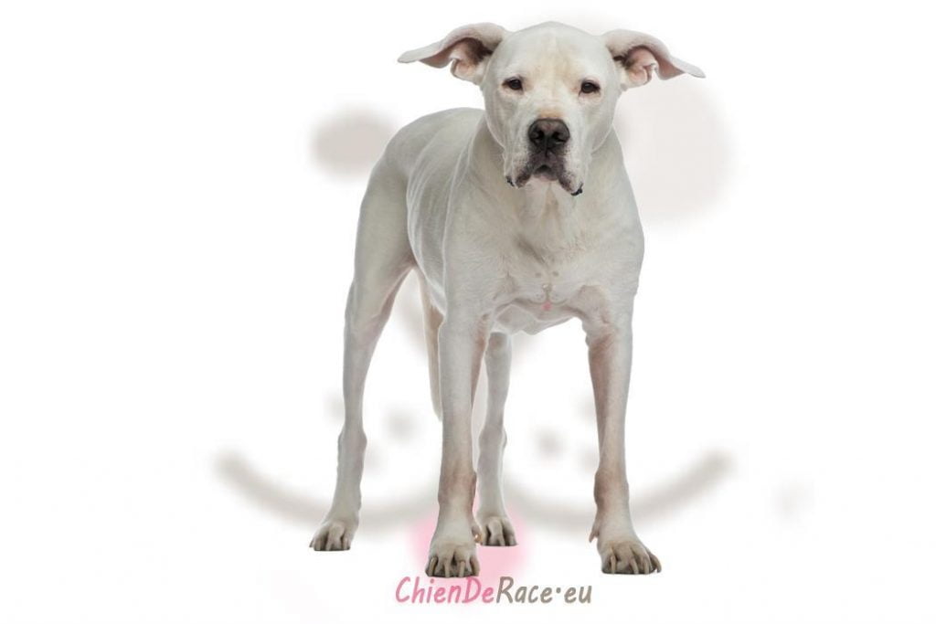 Dogue Argentin
