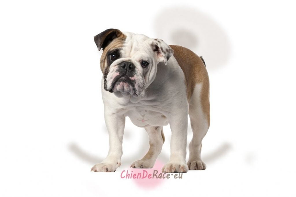 Bulldog Anglais