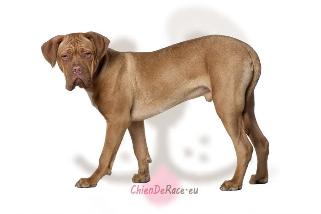 dogue de bordeaux
