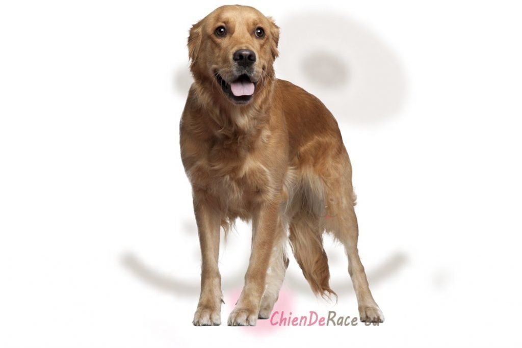 golden retriever