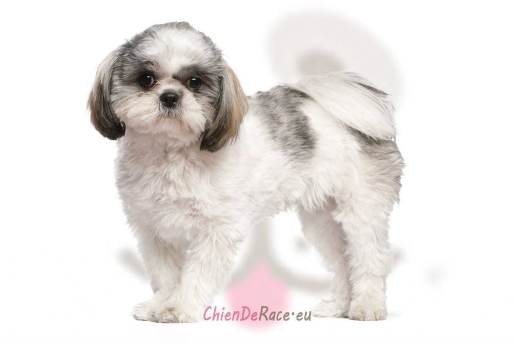 Shih Tzu