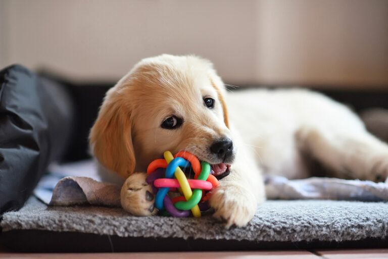 guide jouets chiots