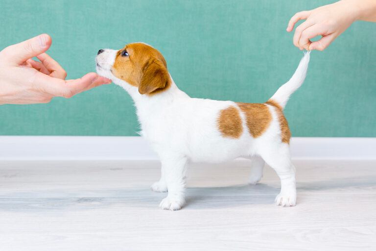 Préparation au premier concours canin