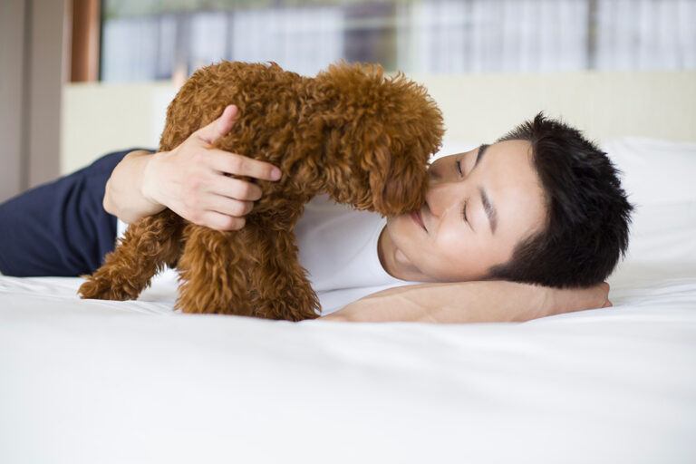 Préparer arrivée chien hypoallergenique