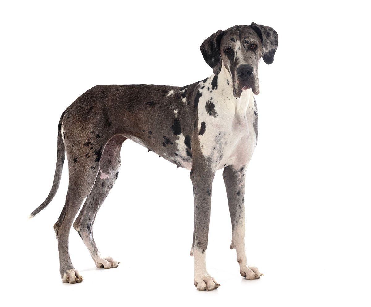 dogue allemand chien de garde