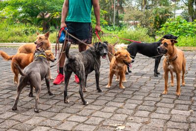 meilleurs plateformes dogsitting